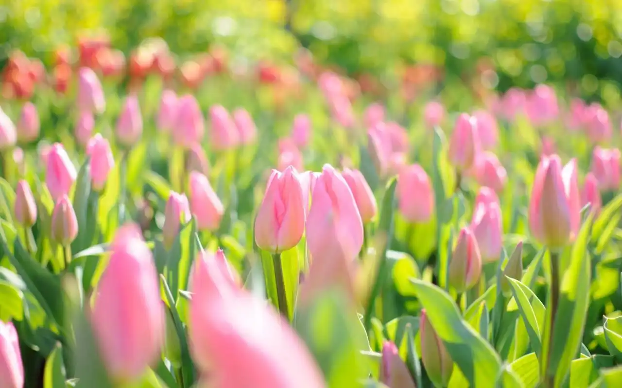 自然美景唯美花海图片电脑桌面壁纸图片下载