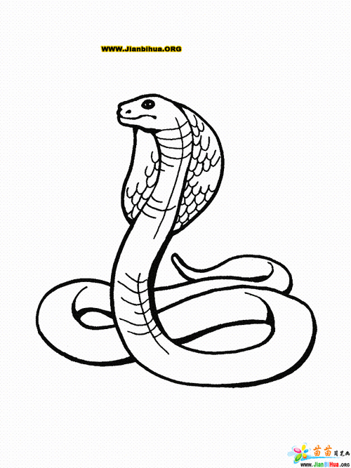 蛇的素描画法大全大图 - 搜狗图片搜索