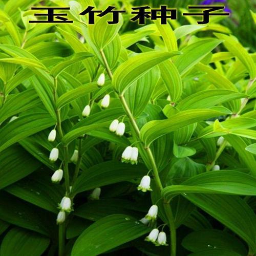 种植季 养阴清肺  黄精玉竹种子 药食同源玉竹种子