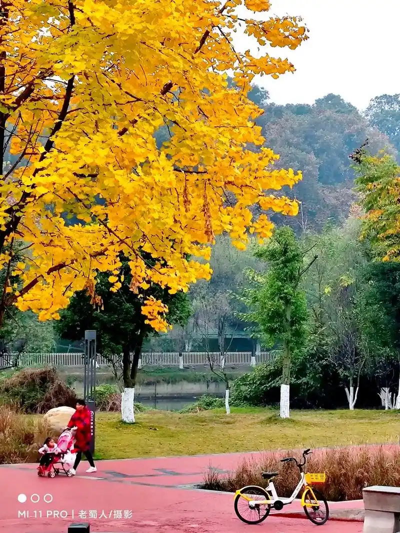 江安河公园地处双流区西航港.冬日银杏呈现金黄色,让人们在冬