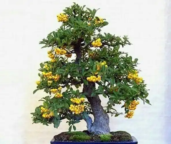 野外火棘做成盆景后,如何养护才能结果更多更红艳,增加观赏性