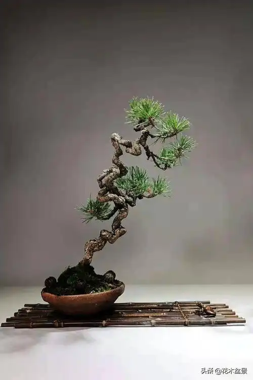 文人树盆景,宣泄一种情绪,吐露一种幽愤