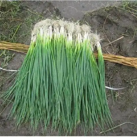 小香葱种植分葱才好卖