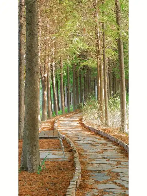 亲眼见到了童话里的小树林