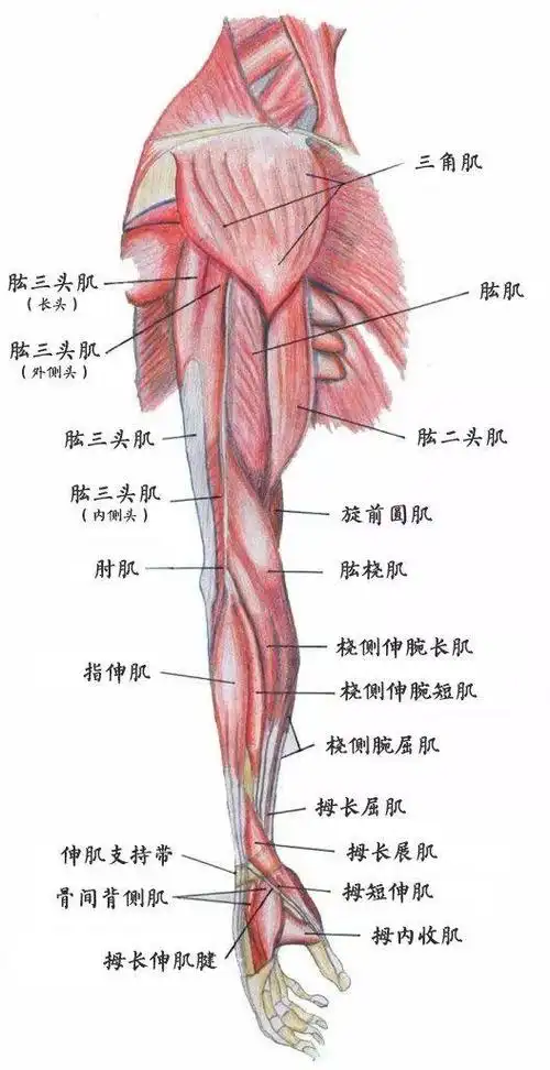 如何解决瑜伽练习时「手臂力量不足」的问题?