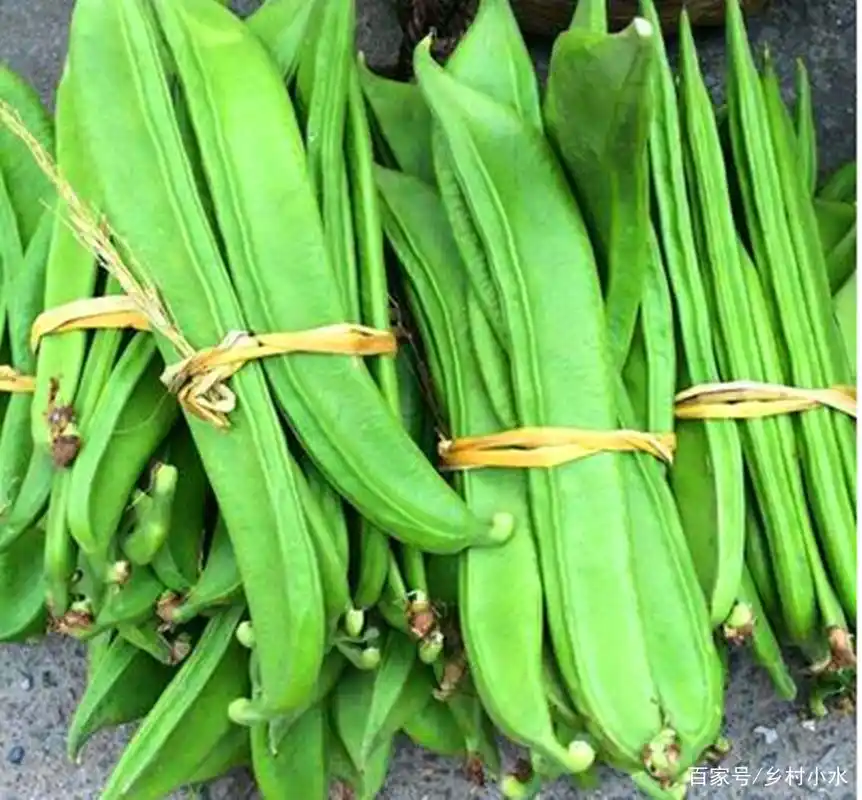 刀豆如何高产种植?老农教你5个"杀手锏",豆荚产量高,品质好