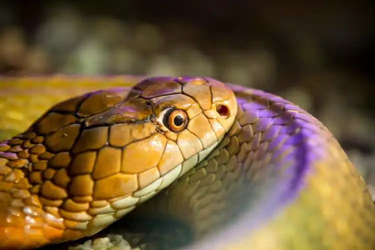 蛇头详细信息,蛇头详细信息