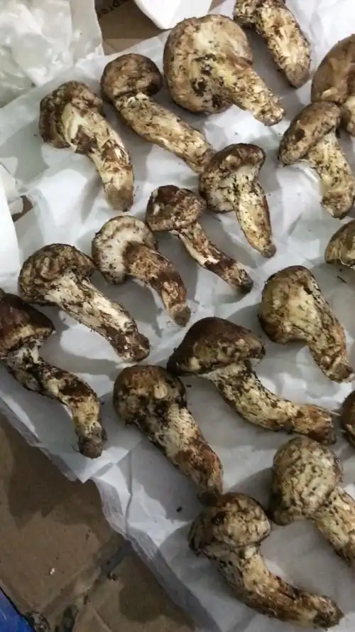 精品大头松茸 95元/斤 邮费自理