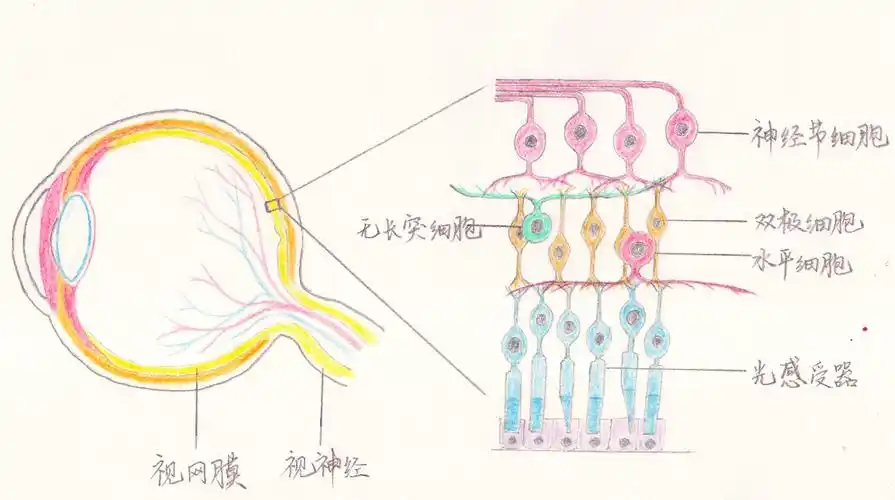 王博 视觉的高速公路--中国科学院脑科学与智能技术卓越创新中心