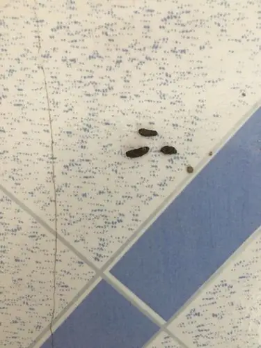 请问这是老鼠屎么?