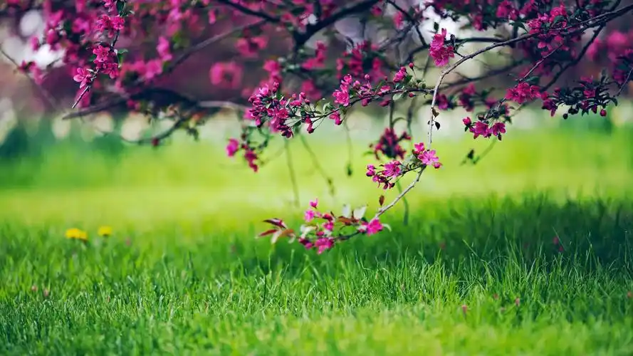 精致唯美的摄影艺术图片高清壁纸高清大图预览1920x1080_高清壁纸下载