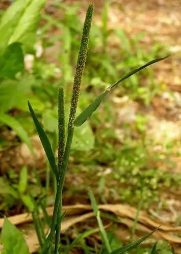日月峡中草药:看麦娘