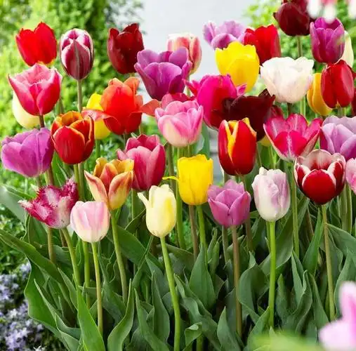 荷兰的国花是什么花