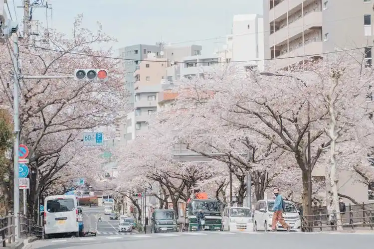 东京樱花散落于街道