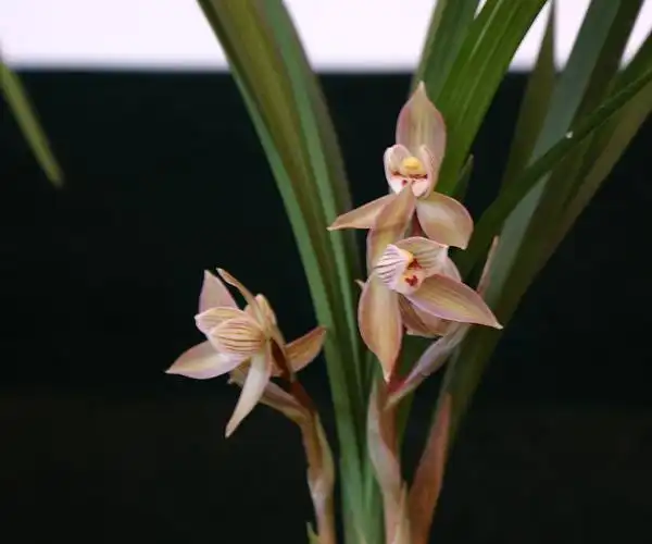 兰展上几个有特色的春剑-以兰会友-中国兰花交易网社区