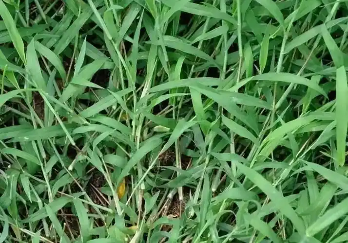 5,牛筋草:根系极发达,秆叶强韧,全株可作饲料,又为优良保土植物.