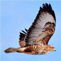 老鹰头像大全大图 飞翔老鹰图像_微信头像图片大全