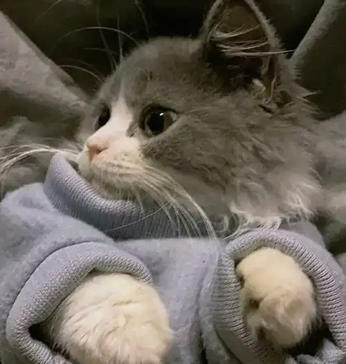 小猫头像 - 堆糖,美图壁纸兴趣社区