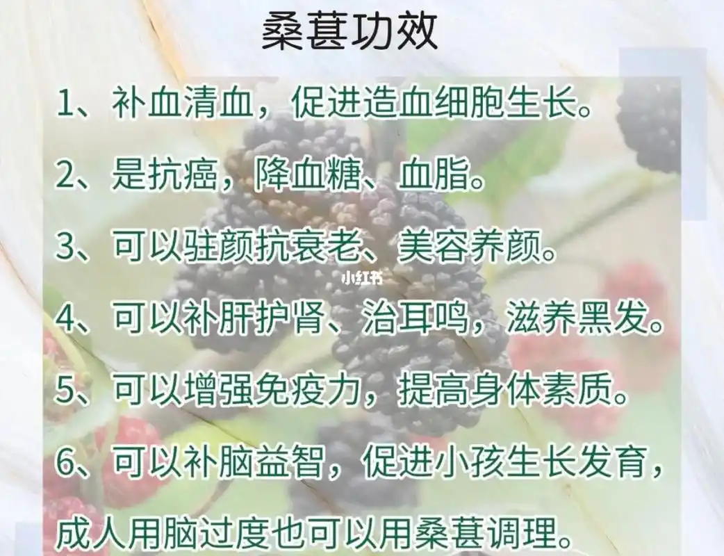 桑葚粉的功效与作用及食用方法桑葚增肥还是减肥