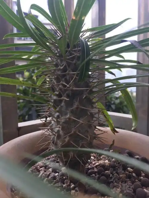 【其他】一根狼牙棒