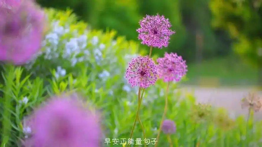 早安心语阳光图片早安心语优美句子配图