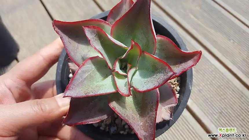 冰与火 多肉植物