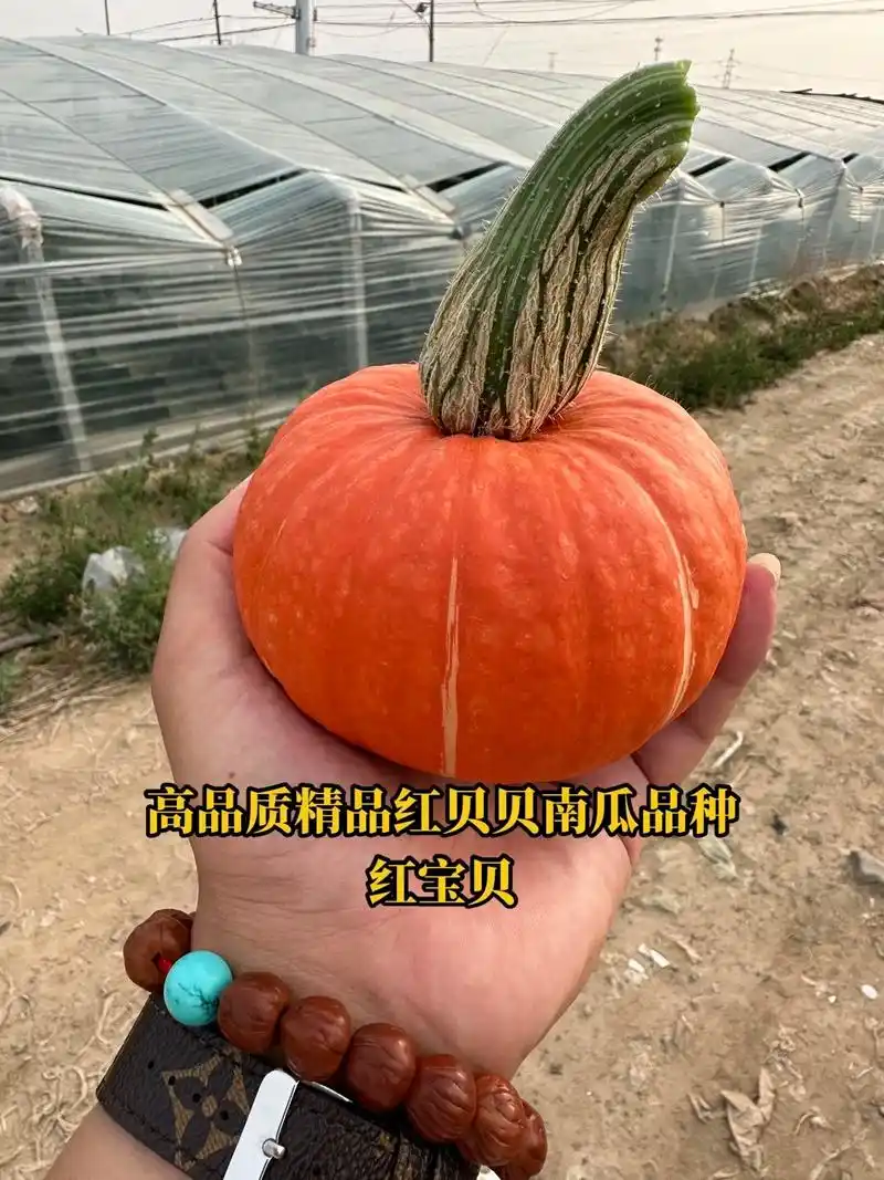 日本进口红宝贝～高品质精品红贝贝南瓜品种.特此通知:(红宝贝 - 抖音
