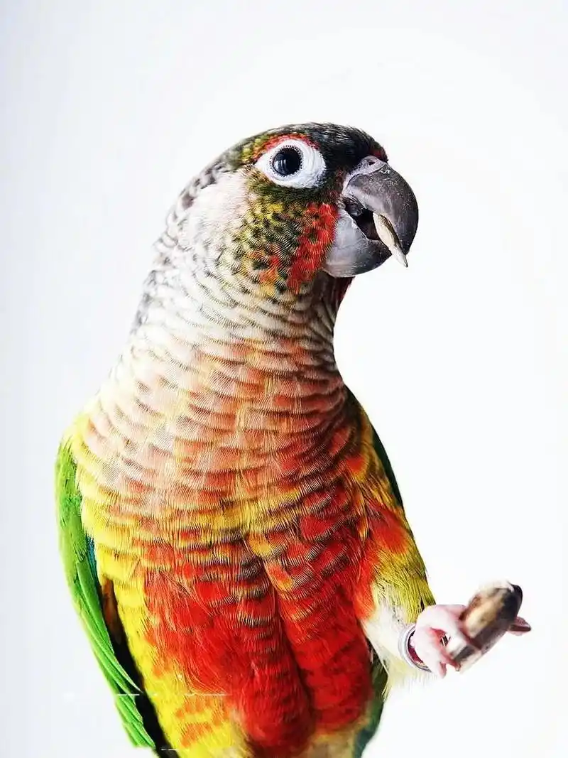 黄边小太阳鹦鹉 细节图分享给大家 小太阳鹦鹉是根据本身颜色来区分