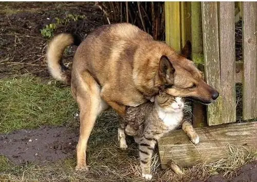 动物界也有**"强奸犯"