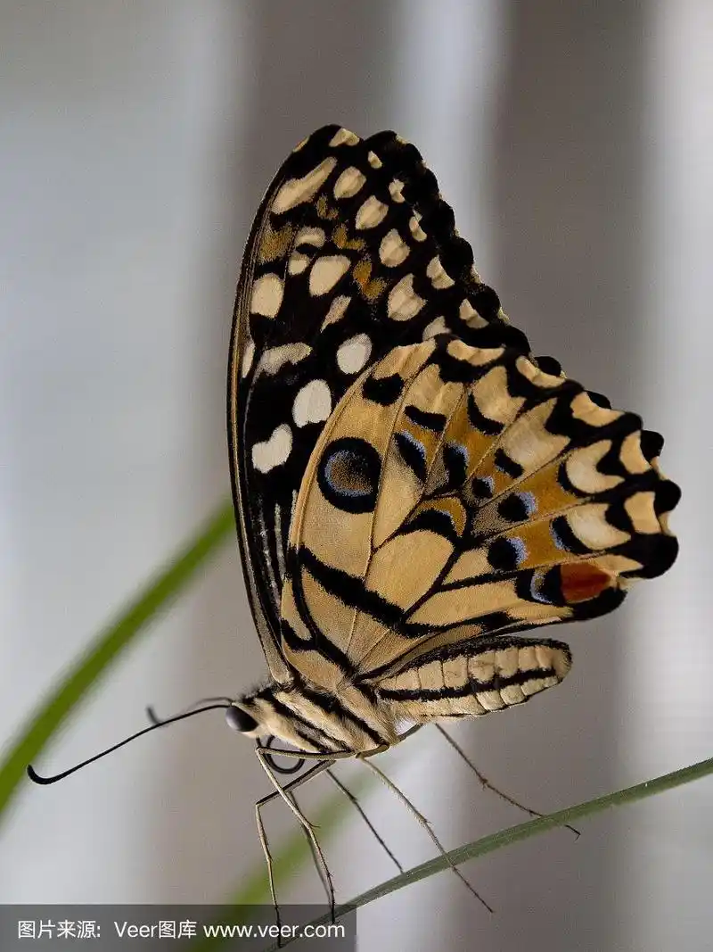 石灰色蝴蝶,马樱丹属,动物腹部,自然,垂直画幅