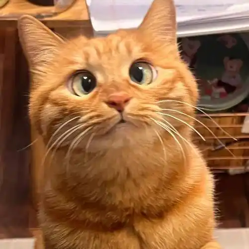 头像 | 超级无敌幸运的头像呀