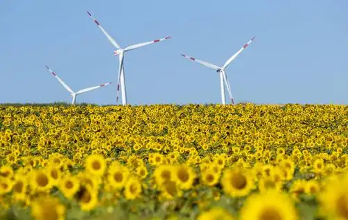 这是7月30日在德国阿尔蔡附近拍摄的向日葵花田.