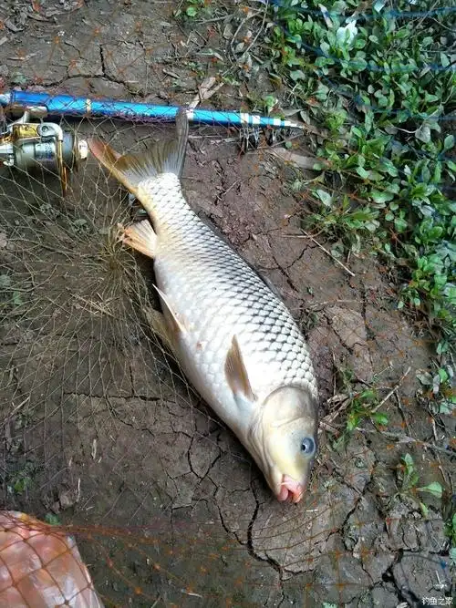 第一次钓大河鱼 自制饵料钓鲤鱼