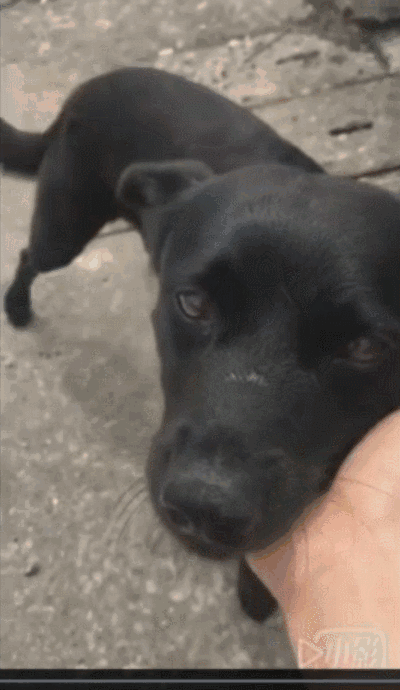 网友每天坚持给被抛弃的小黑狗送饭,每次离别都让网友落下了眼泪!