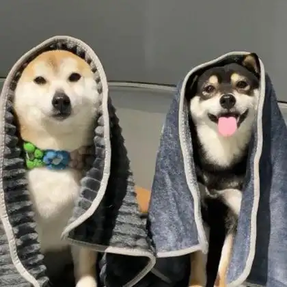 小动物情侣头像呆萌一对 高清可爱的情侣头像萌宠一人一半图片_情侣