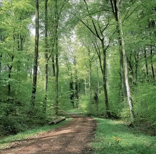 山毛榉,小树林,小路_高清图片_全景视觉