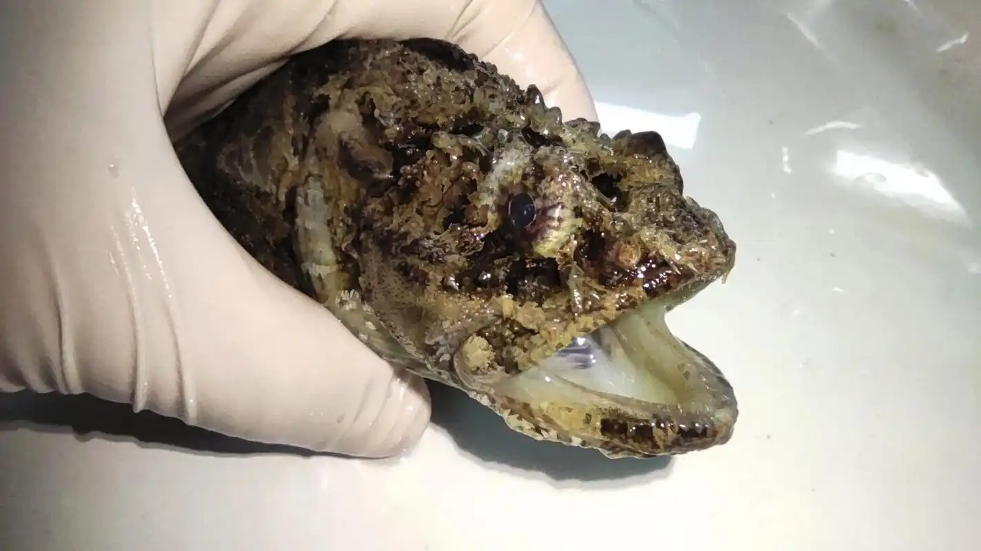 青岛的绒杜父鱼(hemitripterus villosus) 在青岛被称为先生鱼,为温带