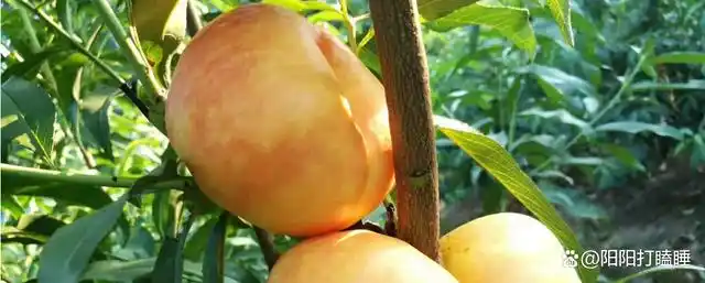 中桃13号毛桃品种介绍,其成熟期是什么时候?