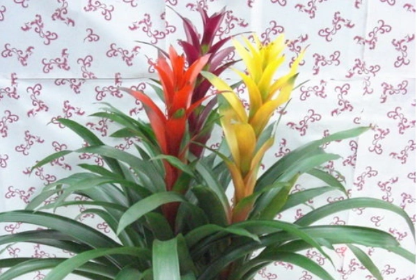 有3种发财花不要送人小心把财神爷送走再有钱也变穷