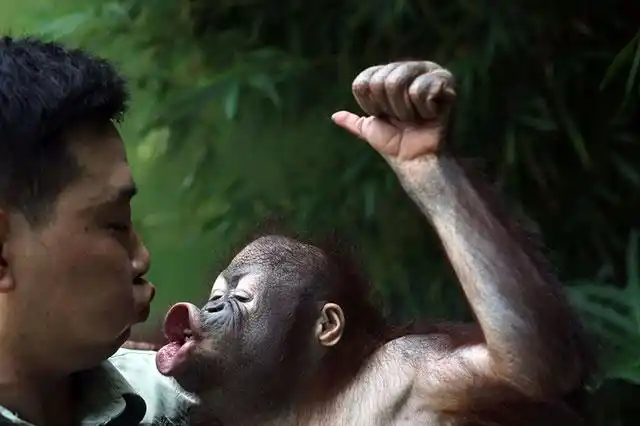 广州长隆野生动物世界中,黄猩猩"六毛"刚刚做完体检,就急忙向"爸爸"