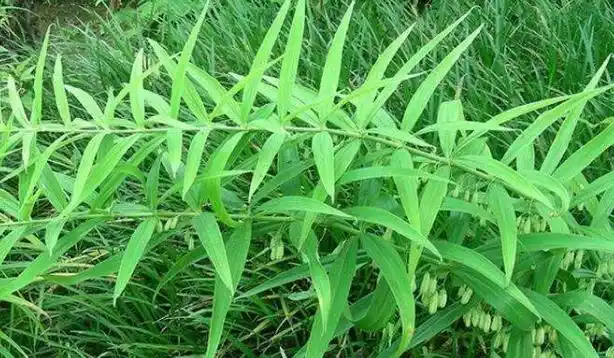 野生狭叶黄精有一种中药李时珍称它为气血双补之王