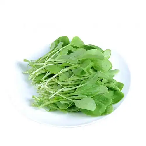 华北鸡毛菜每日新鲜现摘营养丰富500g返回商品页