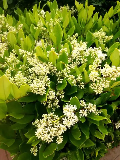 户外植物冬青树开花