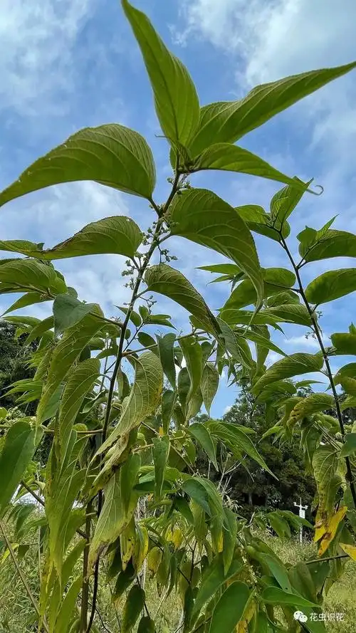 山黄麻(大麻科 山黄麻属)