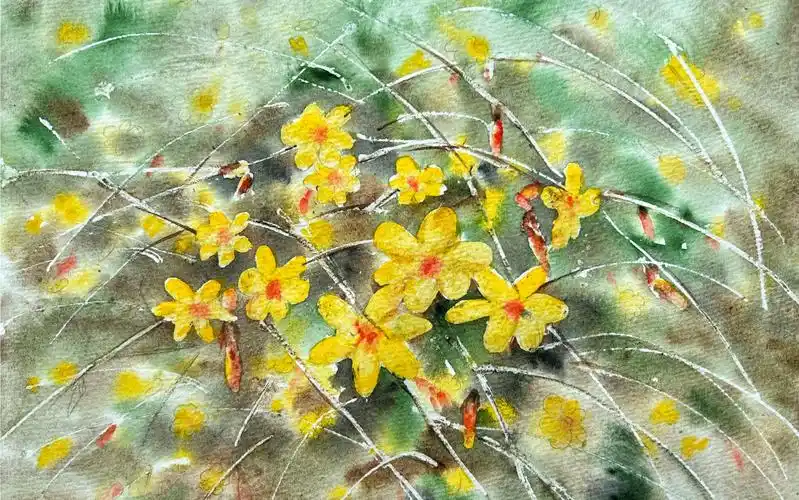 水彩画一幅春天的迎春花