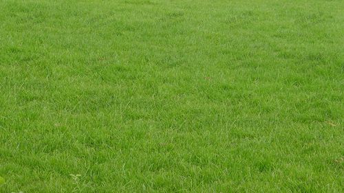 草坪养护管理具体工作,你知道多少?