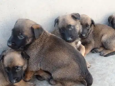 马犬咬架厉害吗