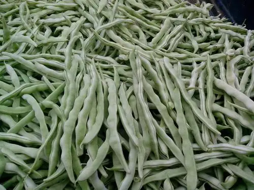 供应芸豆
