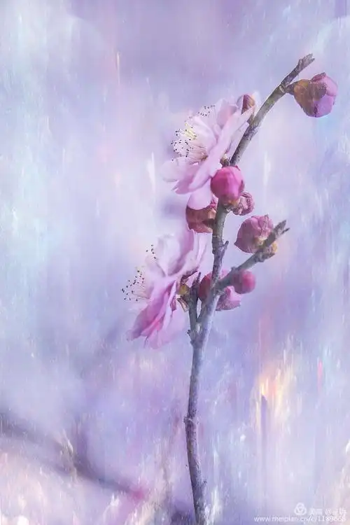 二零一九年拍梅花