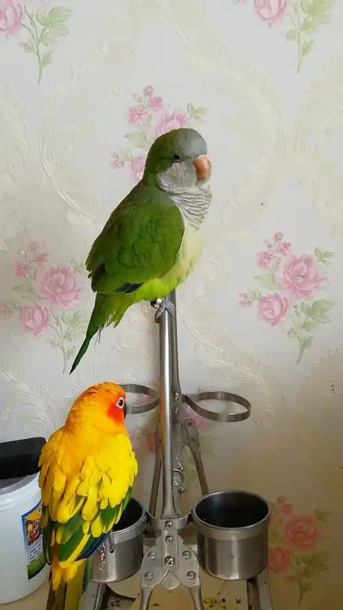 会叫妈妈的和尚鹦鹉96